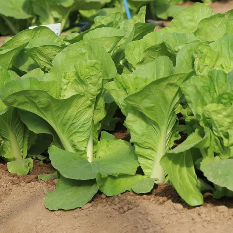 快菜种子奶油小白菜籽四季播20天快菜春夏秋冬季种青蔬菜种