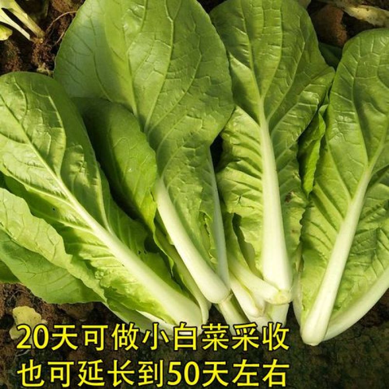 快菜种子奶油小白菜籽四季播20天快菜春夏秋冬季种青蔬菜种