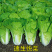 快菜种子奶油小白菜籽四季播20天快菜春夏秋冬季种青蔬菜种