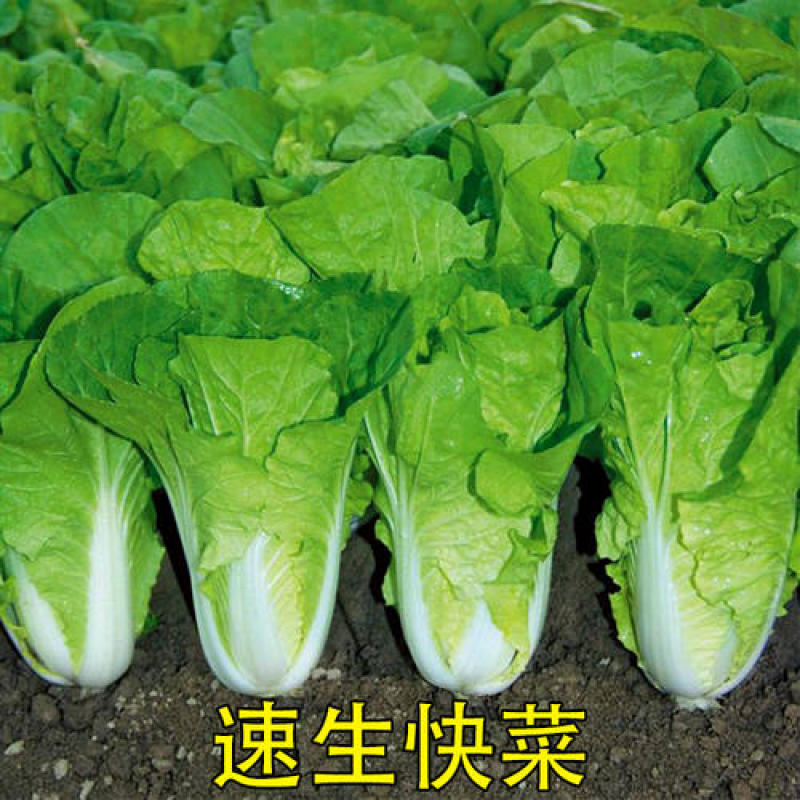 快菜种子奶油小白菜籽四季播20天快菜春夏秋冬季种青蔬菜种