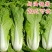 快菜种子奶油小白菜籽四季播20天快菜春夏秋冬季种青蔬菜种