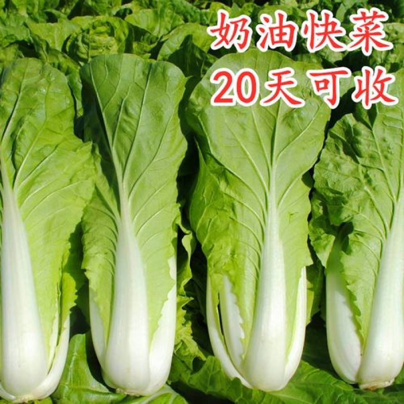 快菜种子奶油小白菜籽四季播20天快菜春夏秋冬季种青蔬菜种