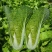 快菜种子奶油小白菜籽四季播20天快菜春夏秋冬季种青蔬菜种
