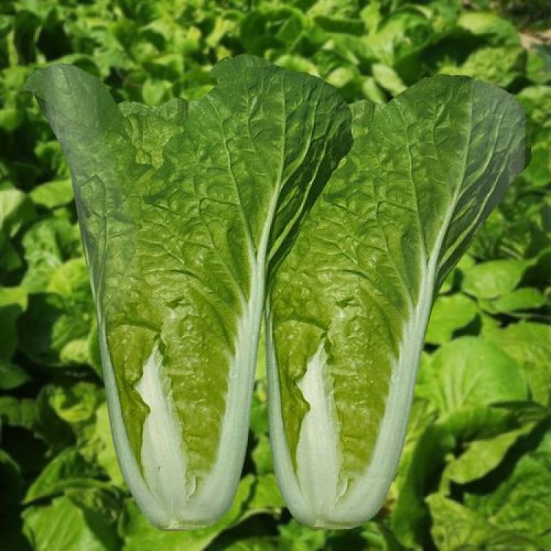 快菜种子奶油小白菜籽四季播20天快菜春夏秋冬季种青蔬菜种