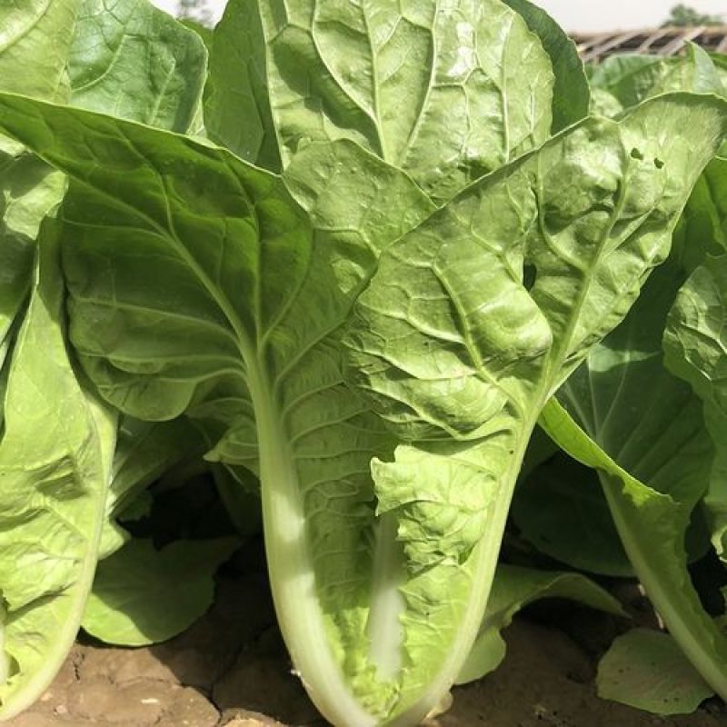 快菜种子奶油小白菜籽四季播20天快菜春夏秋冬季种青蔬菜种