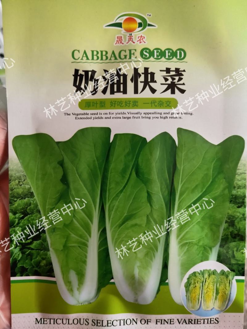 快菜种子奶油小白菜籽四季播20天快菜春夏秋冬季种青蔬菜种