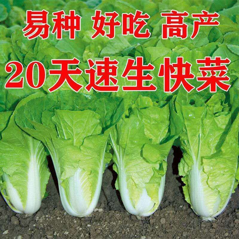 快菜种子奶油小白菜籽四季播20天快菜春夏秋冬季种青蔬菜种