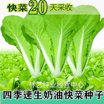 快菜种子奶油小白菜籽四季播20天快菜春夏秋冬季种青蔬菜种