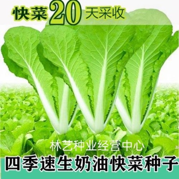 快菜种子奶油小白菜籽四季播20天快菜春夏秋冬季种青蔬菜种