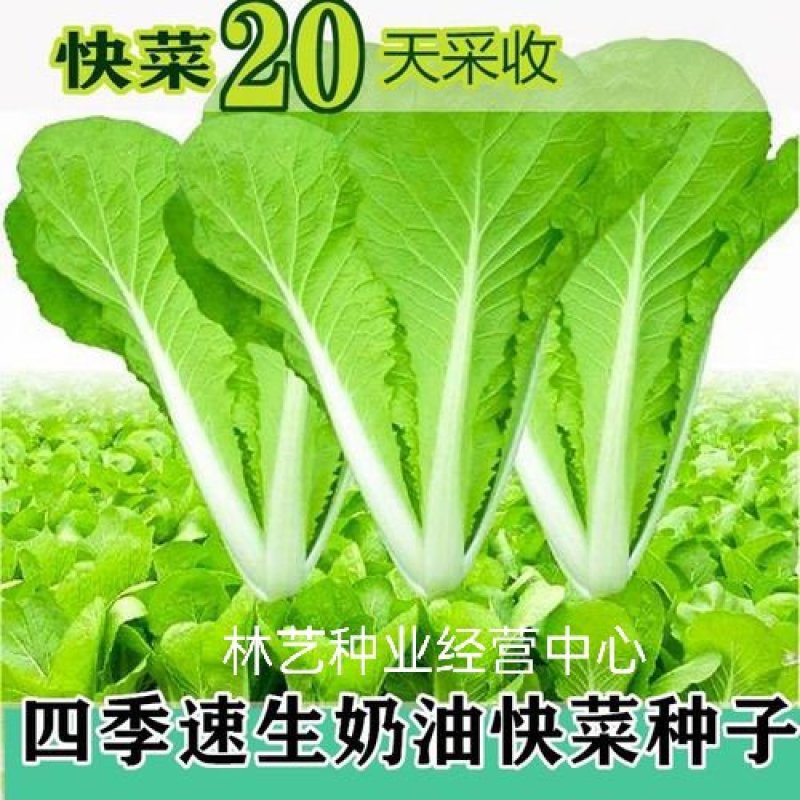 快菜种子奶油小白菜籽四季播20天快菜春夏秋冬季种青蔬菜种