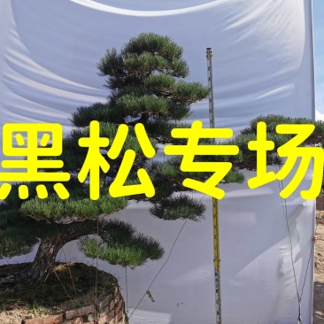 日本黑松,造型黑松,造型黑松盆景,黑松,精品黑松盆景