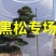 日本黑松,造型黑松,造型黑松盆景,黑松,精品黑松盆景