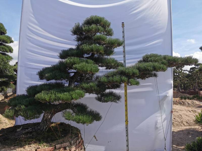 日本黑松，造型黑松，造型黑松盆景，黑松，精品黑松盆景