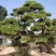 日本黑松,造型黑松,造型黑松盆景,黑松,精品黑松盆景