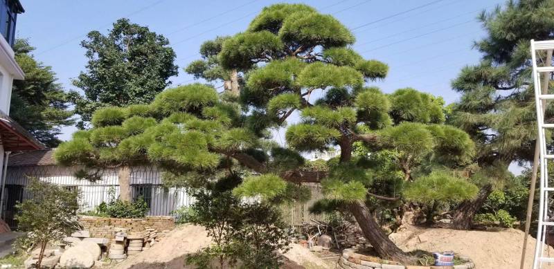 日本黑松，造型黑松，造型黑松盆景，黑松，精品黑松盆景