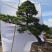 日本黑松,造型黑松,造型黑松盆景,黑松,精品黑松盆景