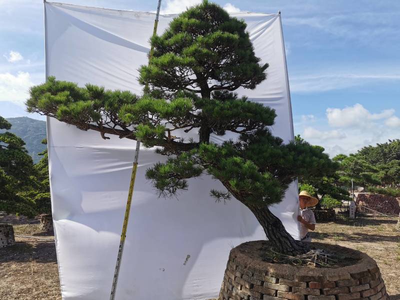 日本黑松，造型黑松，造型黑松盆景，黑松，精品黑松盆景