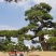 日本黑松,造型黑松,造型黑松盆景,黑松,精品黑松盆景