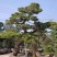 日本黑松,造型黑松,造型黑松盆景,黑松,精品黑松盆景