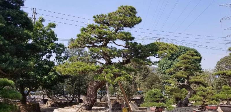日本黑松，造型黑松，造型黑松盆景，黑松，精品黑松盆景