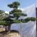 日本黑松,造型黑松,造型黑松盆景,黑松,精品黑松盆景