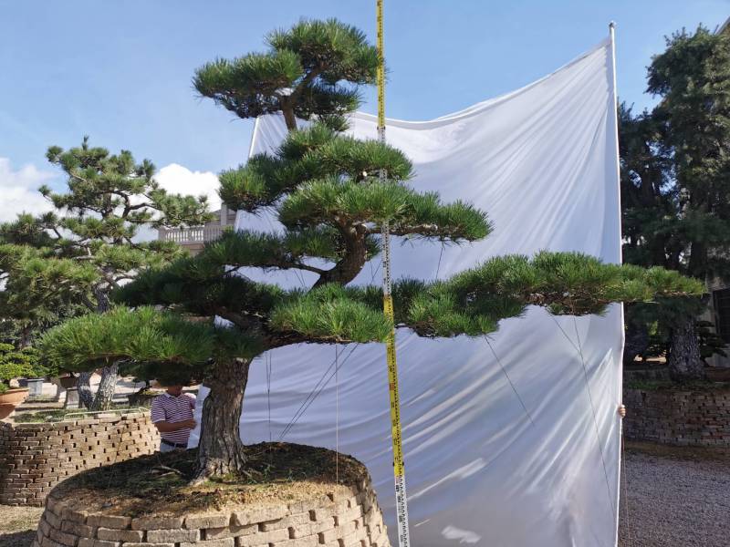 日本黑松，造型黑松，造型黑松盆景，黑松，精品黑松盆景