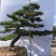 日本黑松,造型黑松,造型黑松盆景,黑松,精品黑松盆景