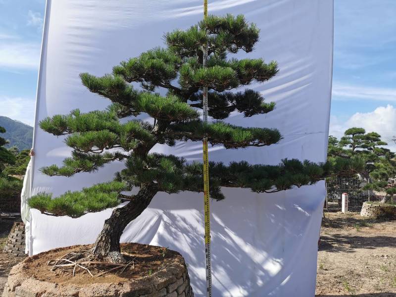 日本黑松，造型黑松，造型黑松盆景，黑松，精品黑松盆景