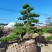 日本黑松,造型黑松,造型黑松盆景,黑松,精品黑松盆景