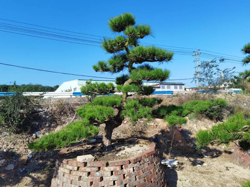 日本黑松，造型黑松，造型黑松盆景，黑松，精品黑松盆景