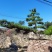 日本黑松,造型黑松,造型黑松盆景,黑松,精品黑松盆景