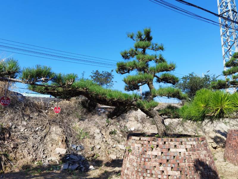 日本黑松，造型黑松，造型黑松盆景，黑松，精品黑松盆景