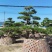 日本黑松,造型黑松,造型黑松盆景,黑松,精品黑松盆景