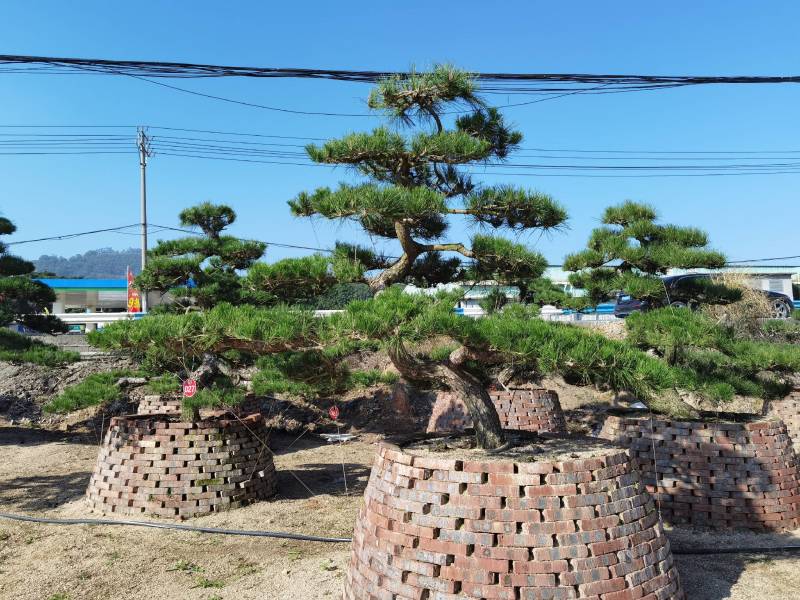 日本黑松，造型黑松，造型黑松盆景，黑松，精品黑松盆景