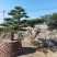 日本黑松,造型黑松,造型黑松盆景,黑松,精品黑松盆景