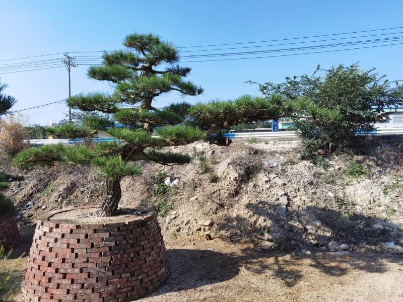 日本黑松，造型黑松，造型黑松盆景，黑松，精品黑松盆景