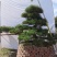 日本黑松,造型黑松,造型黑松盆景,黑松,精品黑松盆景