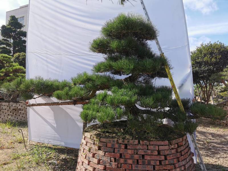 日本黑松，造型黑松，造型黑松盆景，黑松，精品黑松盆景