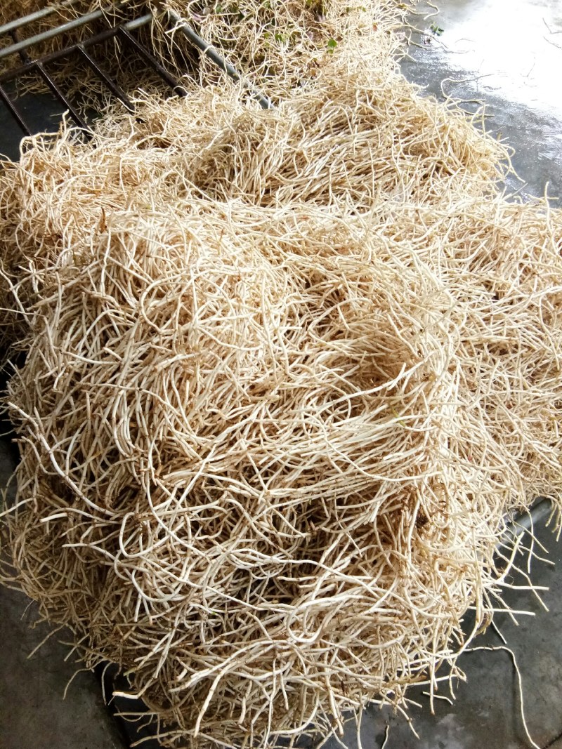 折耳根（新鲜折耳根现货供应）