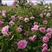 新疆-玫瑰干花大马士革玫瑰花冠，自然晾晒欢迎下单