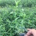 荷兰菊，一手货源，基地直发，产地批发，量大质优