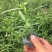 荷兰菊，一手货源，基地直发，产地批发，量大质优