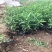 荷兰菊，一手货源，基地直发，产地批发，量大质优