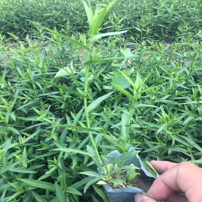荷兰菊，一手货源，基地直发，产地批发，量大质优