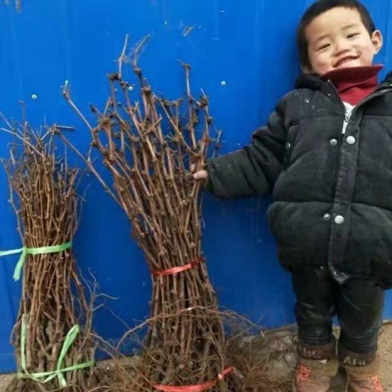 葡萄树苗阳光玫瑰葡萄苗盆栽地栽爬藤果树苗南方北方种植当年