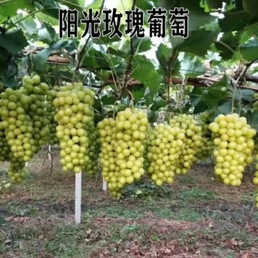 葡萄树苗阳光玫瑰葡萄苗盆栽地栽爬藤果树苗南方北方种植当年