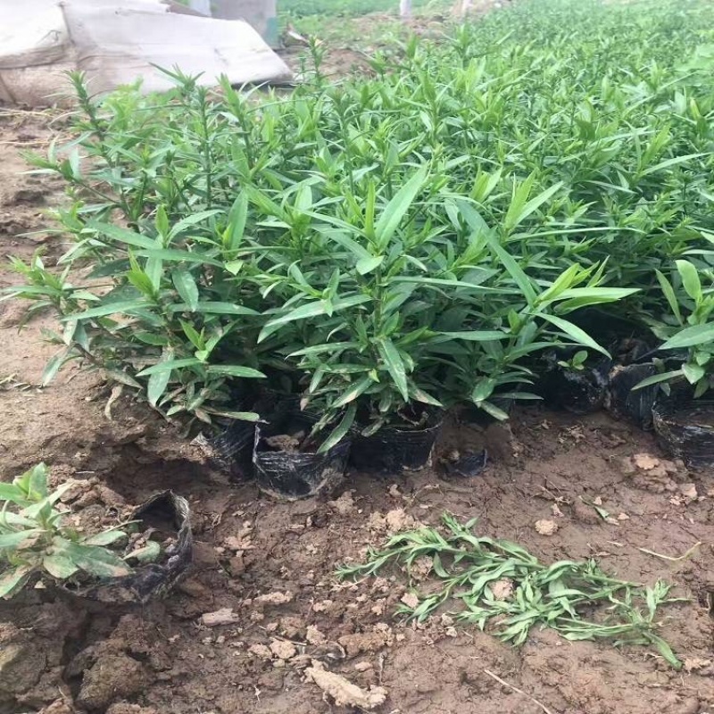 荷兰菊种植基地大量供应荷兰菊50万盆基地直发