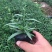 荷兰菊种植基地大量供应荷兰菊50万盆基地直发