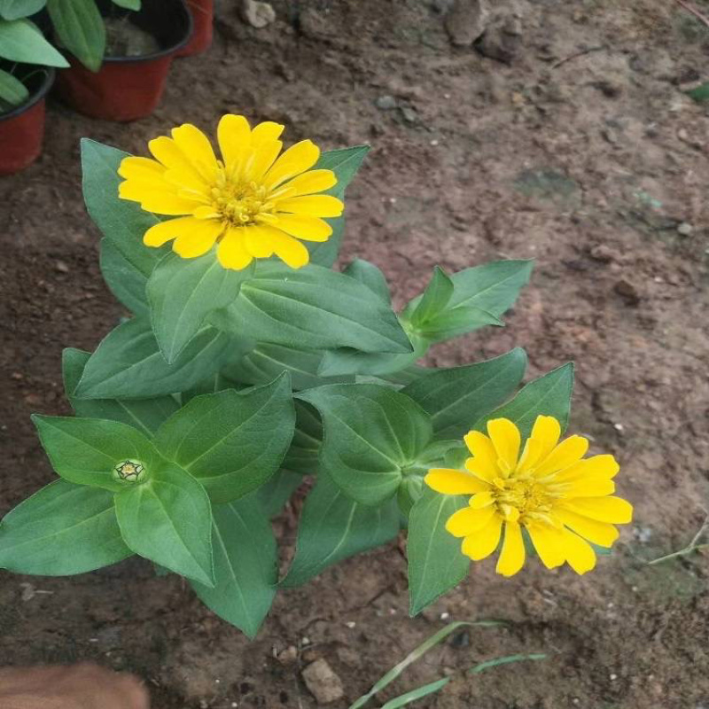 百日草，基地直发，量大质优，颜色齐全，批发价格