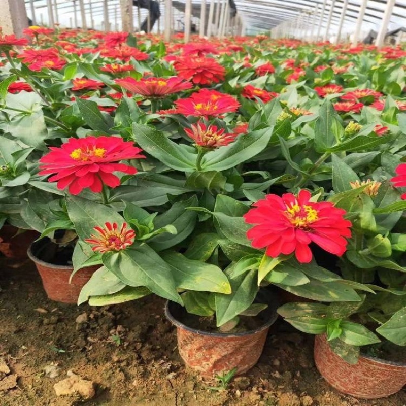 百日草种植基地，百日草批发，百日草批发价格